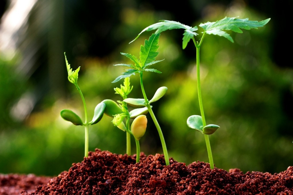 Plantas en crecimiento