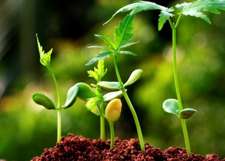 Plantas en crecimiento