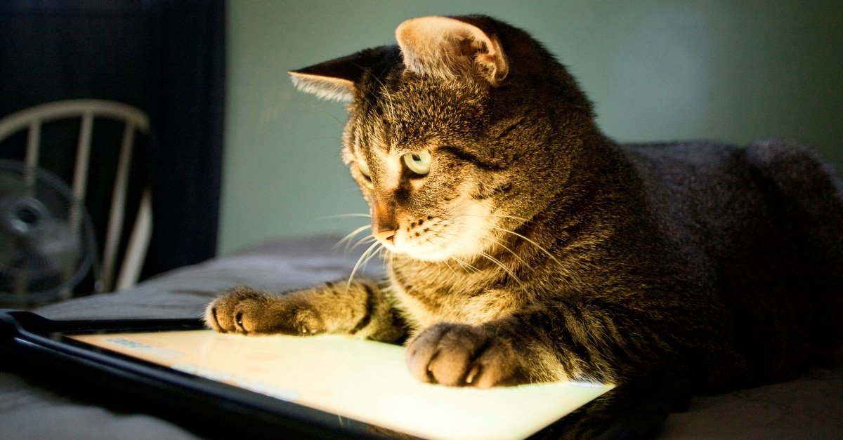 gato