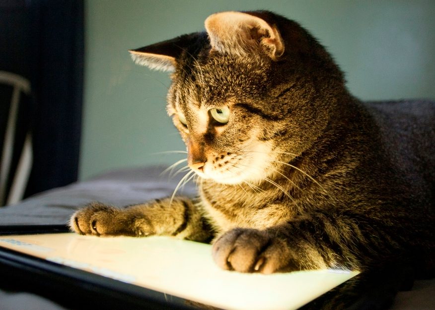 gato