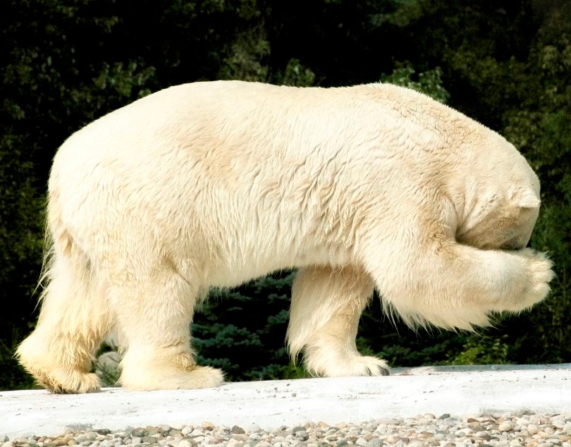 oso polar