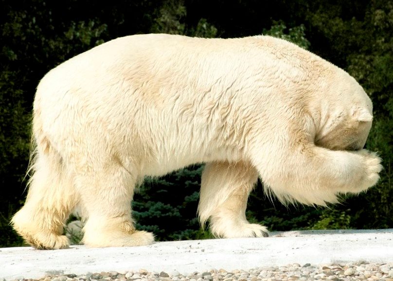 oso polar