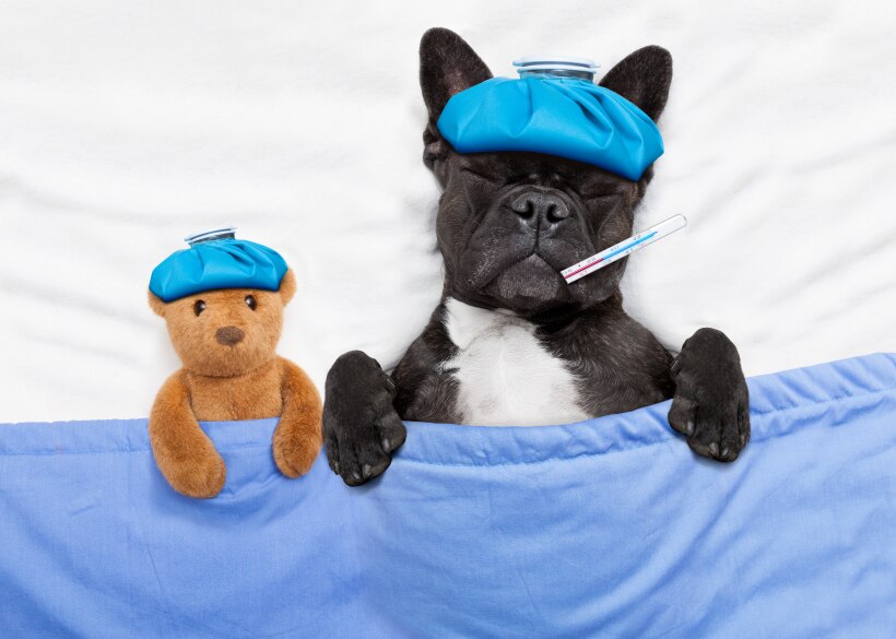 Bulldog francés negro y blanco enfermo en la cama con un oso de peluche