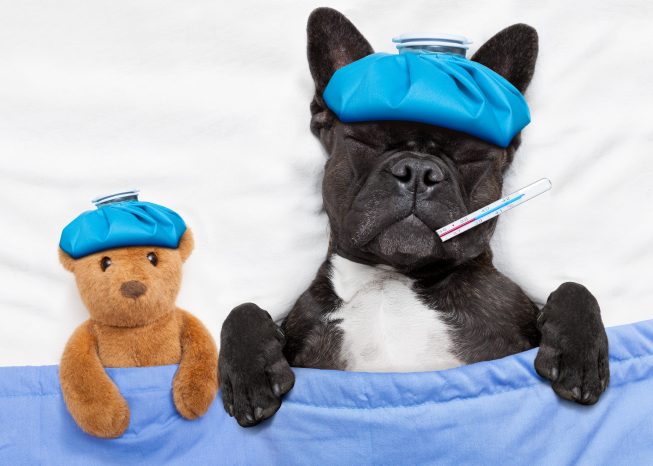 Bulldog francés negro y blanco enfermo en la cama con un oso de peluche