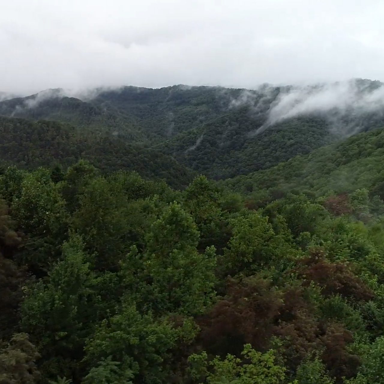 Bosque de árboles sobre montañas con nubes bajas